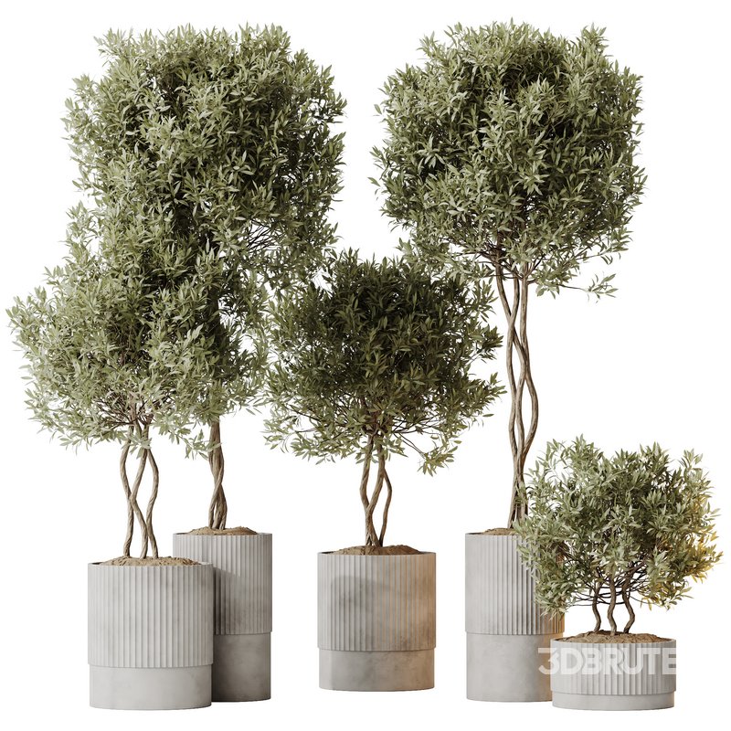 HousePlants Mission Kalamata Leccino Arbequina Wilsonii Chemlali Olive Set 37 Image 1