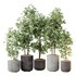 HQ HousePlants Mission Kalamata Leccino Arbequina Wilsonii Chemlali Olive Set 43 - Thumbnail 3