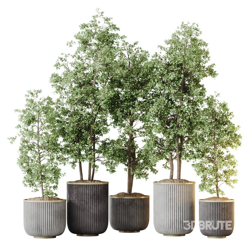 HQ HousePlants Mission Kalamata Leccino Arbequina Wilsonii Chemlali Olive Set 43 Image 3