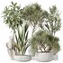 Indoor plants set 86 Mission Kalamata Olive and Ficus African Fig and Aspidistra Elatior - Thumbnail 1