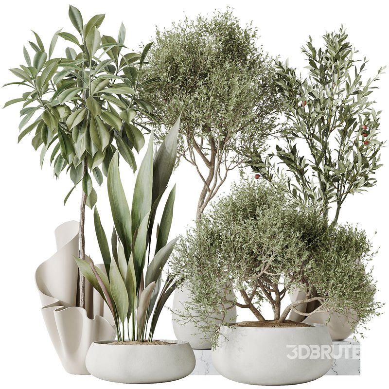 Indoor plants set 86 Mission Kalamata Olive and Ficus African Fig and Aspidistra Elatior Image 1