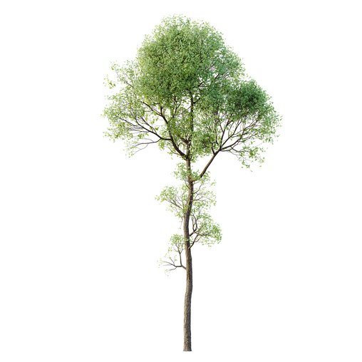 HQ Plants Shorea Robusta Sal Tree03