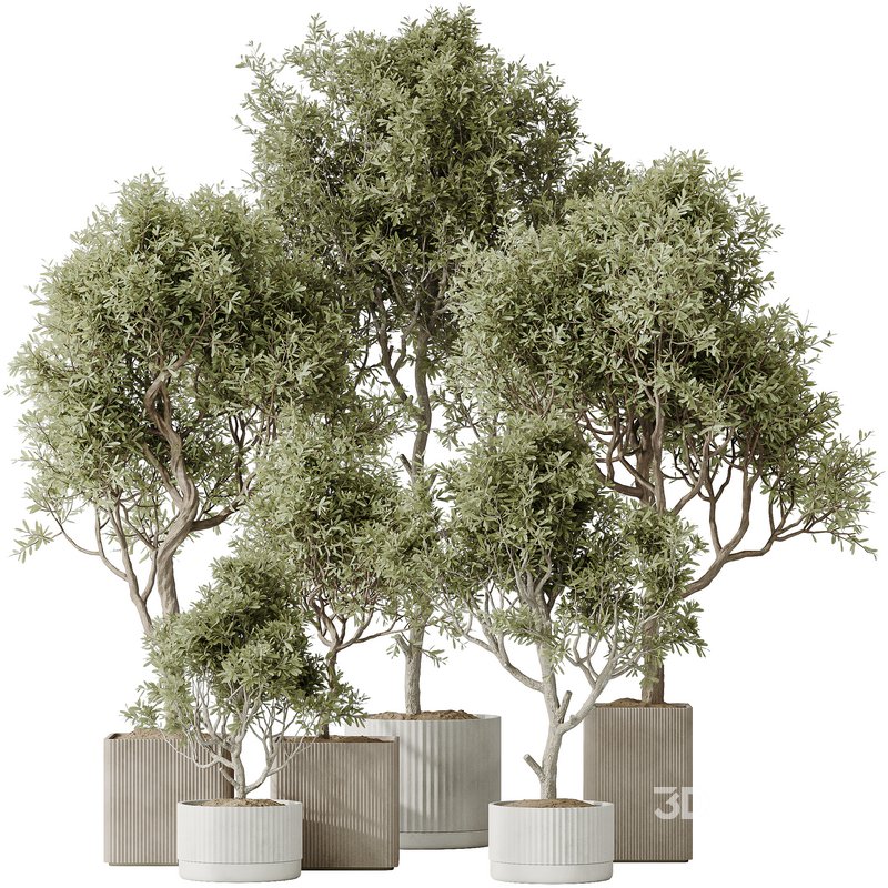 Indoor plants set 80 Mission Kalamata Leccino Arbequina Wilsonii Chemlali Olive Image 1