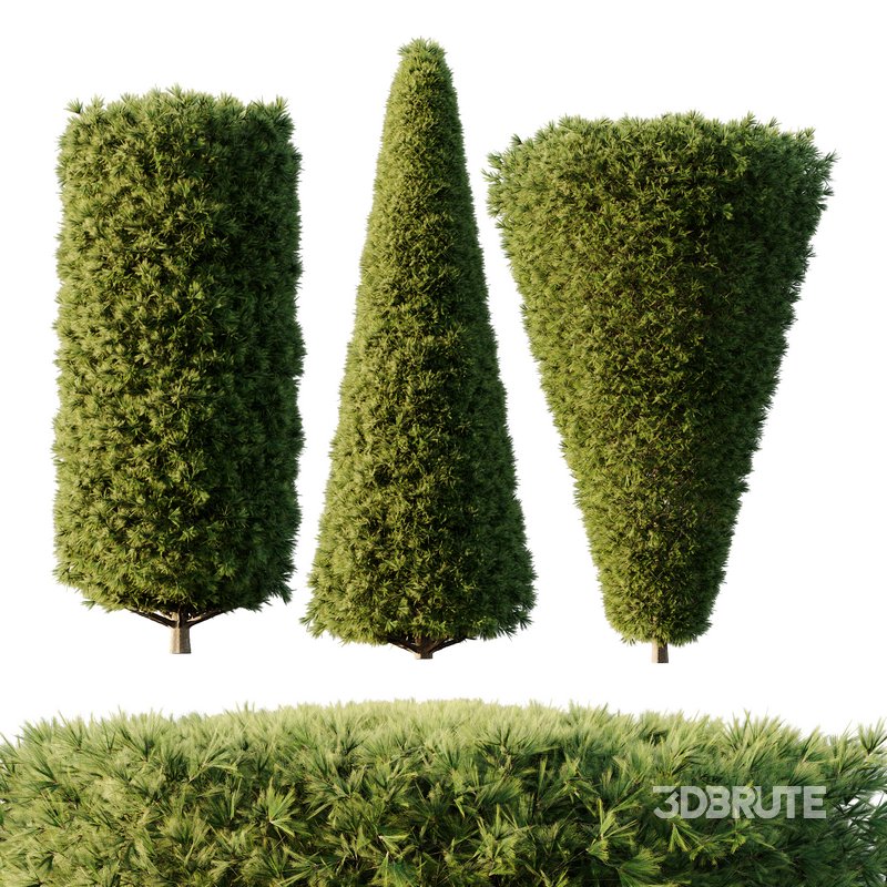 Pinus Mugo Bush05 Image 1