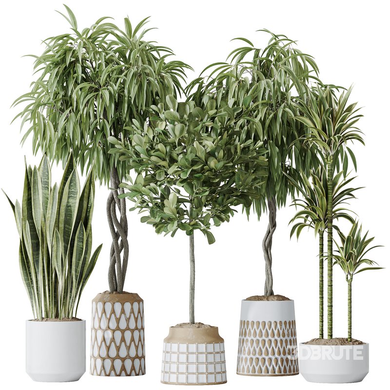 Indoor plants set 85 Ficus Binnendijkii and Indian Laurel Image 1