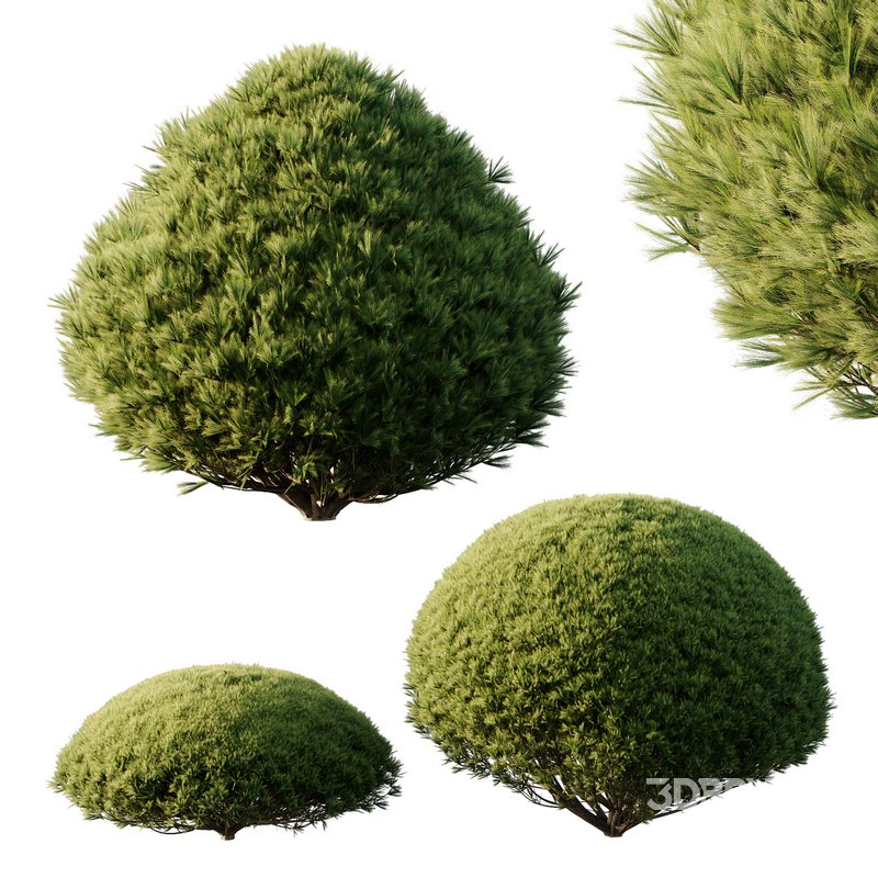 Pinus Mugo Bush03 Image 2