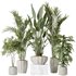 Indoor plants set 83 Areca Majesty Palm and ParadiseBird and Chemlali Olive and Elegant Monstera - Thumbnail 1