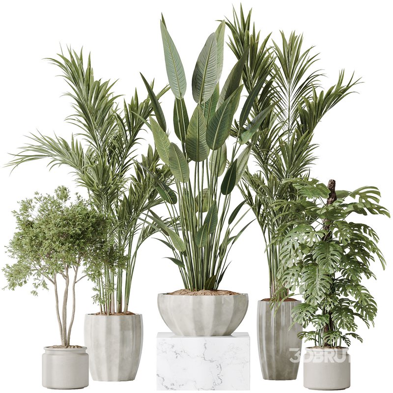 Indoor plants set 83 Areca Majesty Palm and ParadiseBird and Chemlali Olive and Elegant Monstera Image 1