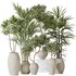 Indoor plants set 87 Mission Olive and Areca Reed Palm and Palm Hydro Care - Thumbnail 1