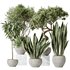 Indoor plants set 82 Ficus Cyathistipula and Green Sansevieria and Wilsonii Chemlali Olive - Thumbnail 1