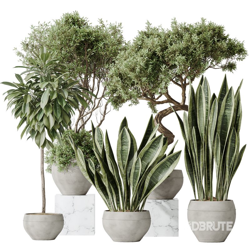 Indoor plants set 82 Ficus Cyathistipula and Green Sansevieria and Wilsonii Chemlali Olive Image 1