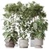 Indoor plants set 76 Wilsonii Chemlali Olive and Elegant Monstera and Ficus Microcarpa - Thumbnail 1