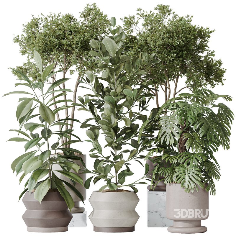 Indoor plants set 76 Wilsonii Chemlali Olive and Elegant Monstera and Ficus Microcarpa Image 1