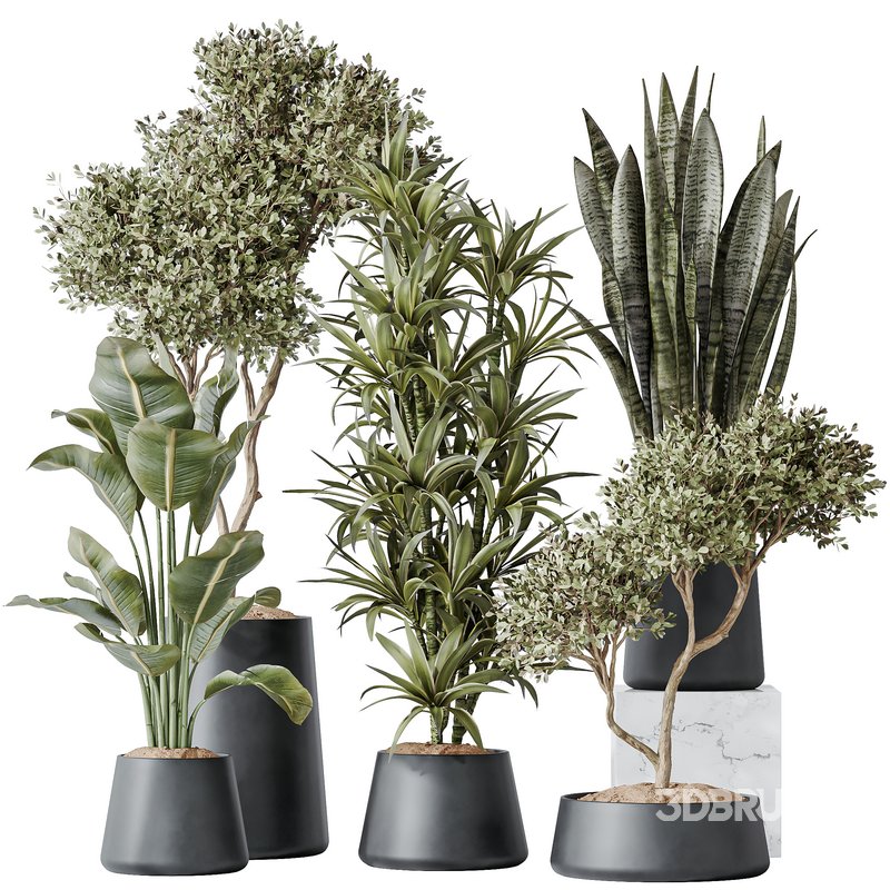 Indoor plants set 84 Olive Tree and ParadiseBird Image 1