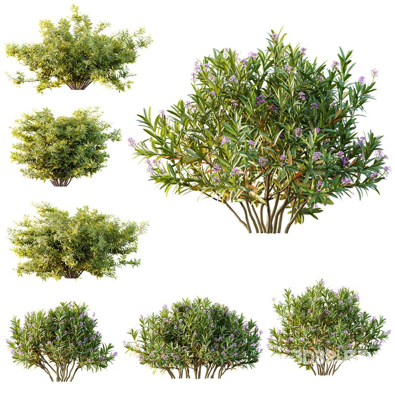 Phillyrea Angustifolia Rosemarinifolia and Oleander Laurier Kaner Rose Pink Image 1