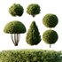 Pinus Mugo Bush08 - Thumbnail 1