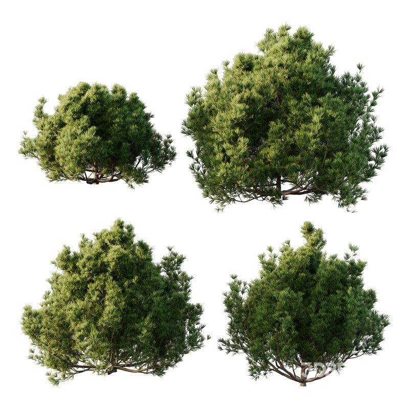 Pinus Mugo Bush01 Image 1