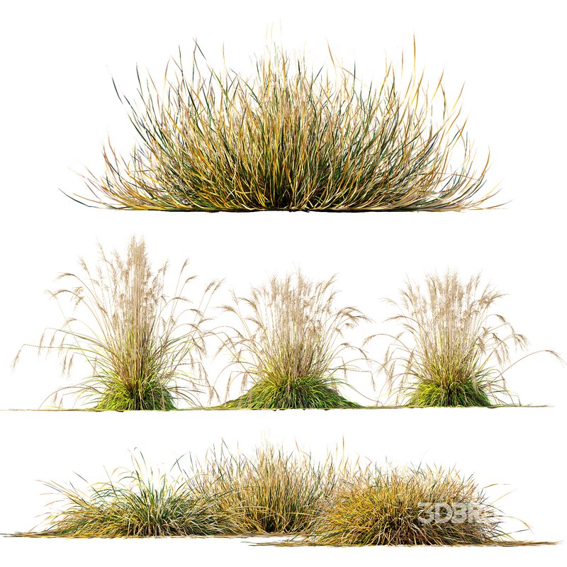 Carex Testacea Orange and Molinia Caerulea Fire Grasses Image 1