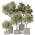 indoor plants set 95 Mission Kalamata Chemlali Olive and Ficus - Thumbnail 1