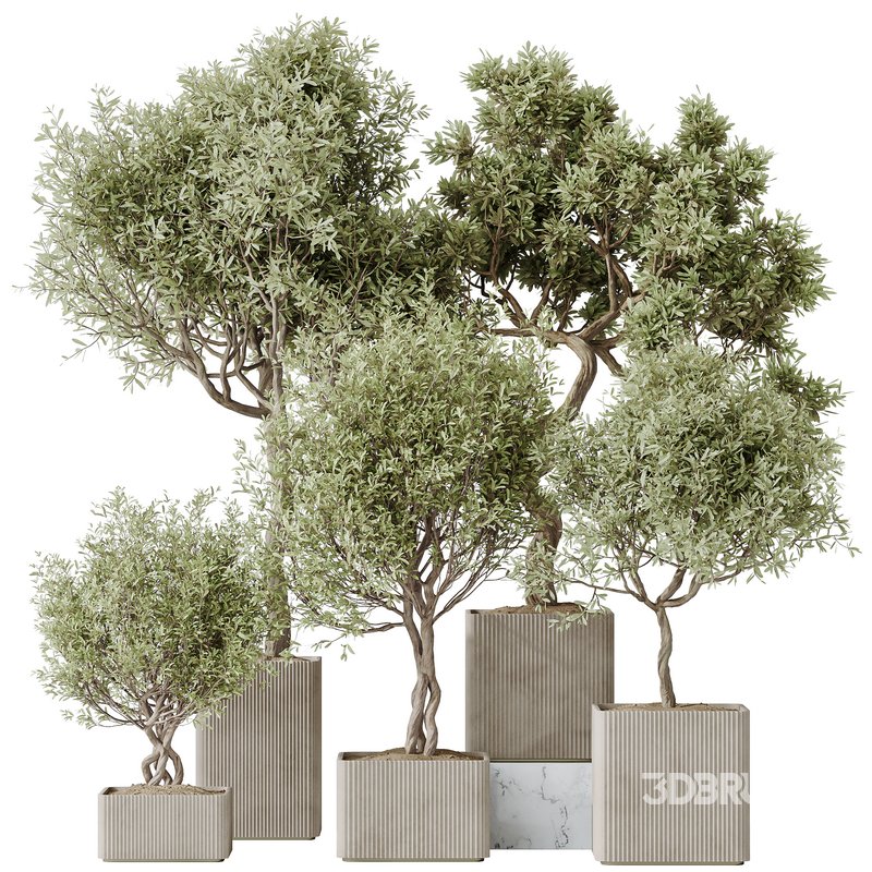 indoor plants set 95 Mission Kalamata Chemlali Olive and Ficus Image 1