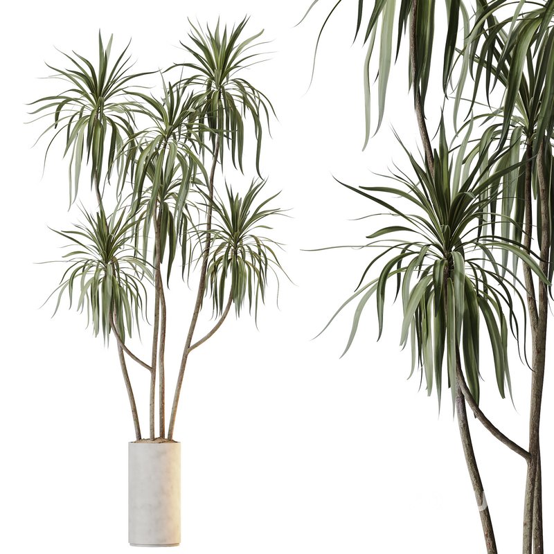 HQ HousePlants Dracaena Warneckii Lemon Lime Cane Dragon Version06 Image 1