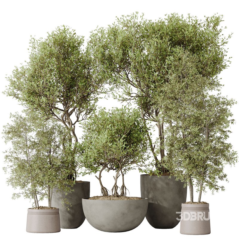 Indoor plants set 69 Mission Kalamata Leccino Arbequina Wilsonii Chemlali Olive Image 1