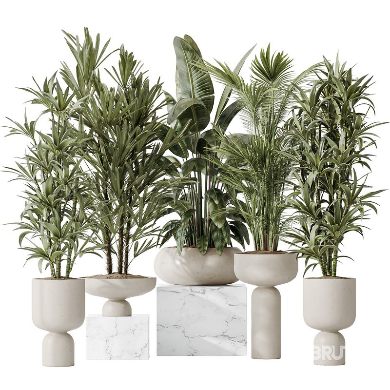 Indoor plants set 81 Areca Majesty and Rhapis Lady Palm and Lemon Lime Cane Dragon and ParadiseBird Image 1