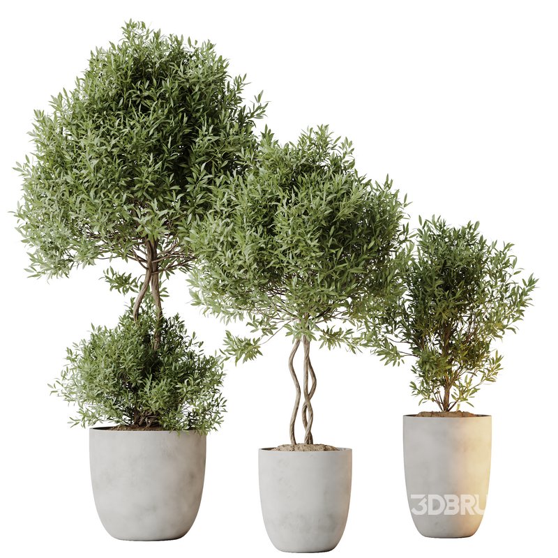 HQ HousePlants Mission Kalamata Leccino Arbequina Wilsonii Chemlali Olive Set 36 Image 1