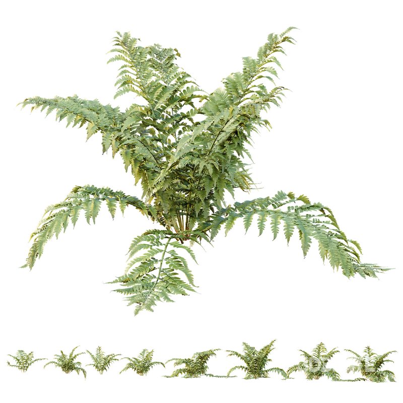 HQ Plants Macrothelypteris OligoPhlebia Torresiana Fern Image 1