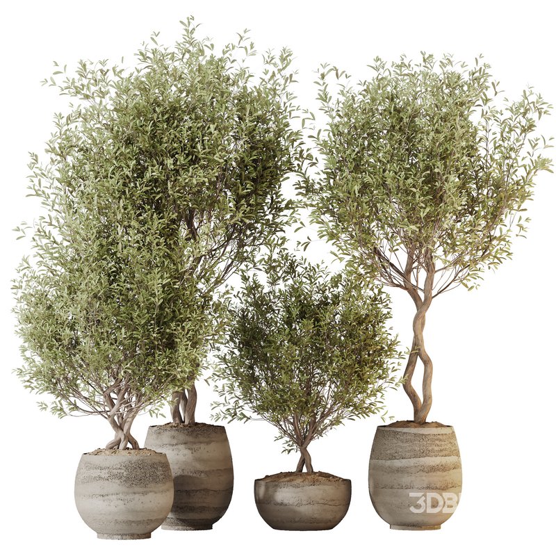 HQ HousePlants Mission Kalamata Leccino Arbequina Wilsonii Chemlali Olive Set 41 Image 5