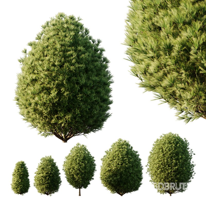 Pinus Mugo Bush02 Image 1