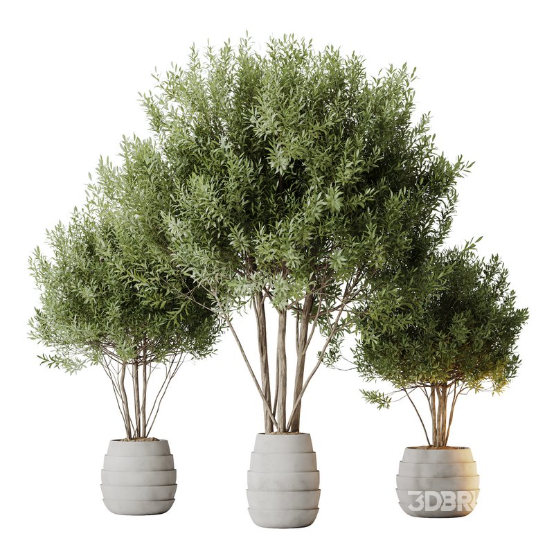 HQ HousePlants Mission Kalamata Leccino Arbequina Wilsonii Chemlali Olive Set 35 Image 1