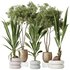 Indoor plants set 68 Wilsonii Chemlali Olive and Coconut Palm and Grandis Ruffled Fan Palm - Thumbnail 1