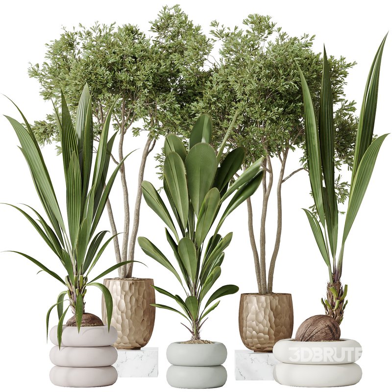 Indoor plants set 68 Wilsonii Chemlali Olive and Coconut Palm and Grandis Ruffled Fan Palm Image 1