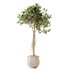 HQ HousePlants Decorative Ficus Benjamina African Fig - Thumbnail 1