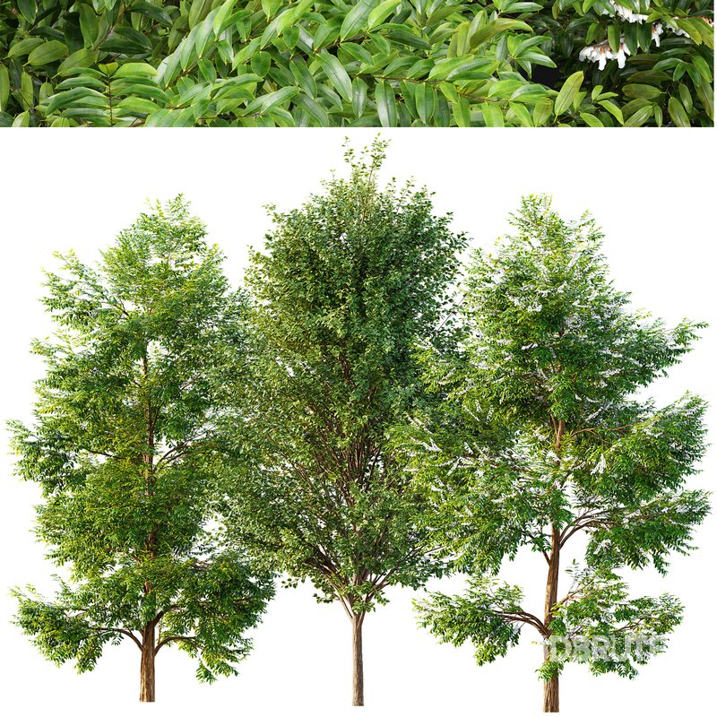 Black locust blossom and Canadian Poplar Image 3