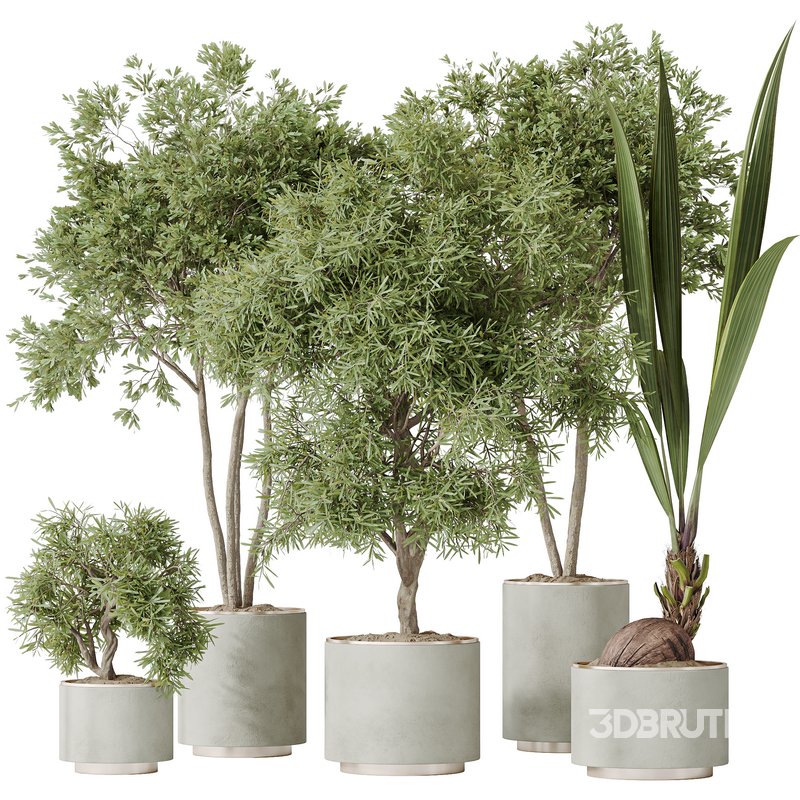 Indoor plants set 92 Mission Leccino Arbequina Olive and Genus Cocos Coconut Palm Image 1