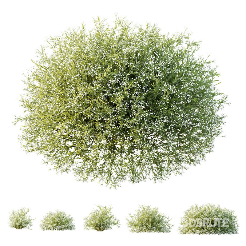 HQ Plants Gypsophila Paniculata Snowflake Breath Image 3