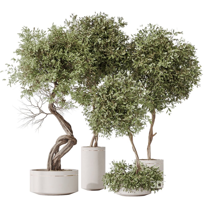 Indoor plants set 75 Ficus Retusa Microcarpa Bonsai Ginseng and Olive Artificial Olivo Olea Tree Image 1