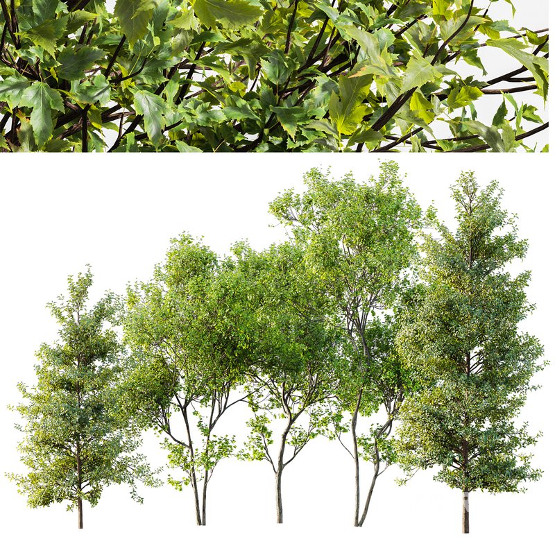 Acer Saccharinum and Buergerianum Image 1