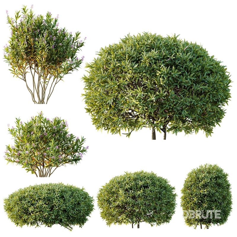 Phillyrea Angustifolia Rosemarinifolia and Oleander Laurier Kaner Rose Image 1