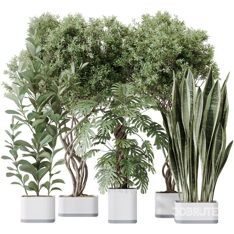 Indoor plants set 91 Green Sansevieria and Elegant Monstera and Ficus Microcarpa and Chemlali Olive Image 1