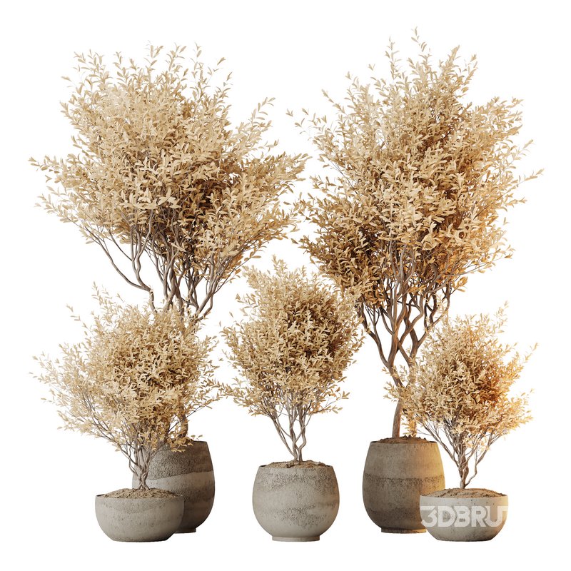 HQ HousePlants Mission Kalamata Leccino Arbequina Wilsonii Chemlali Olive Set 42 Image 1