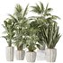 Indoor plants set 70 Majesty Cat Reed Palm and ParadiseBird - Thumbnail 1
