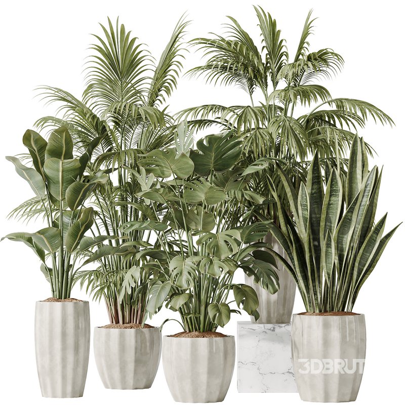 Indoor plants set 70 Majesty Cat Reed Palm and ParadiseBird Image 1
