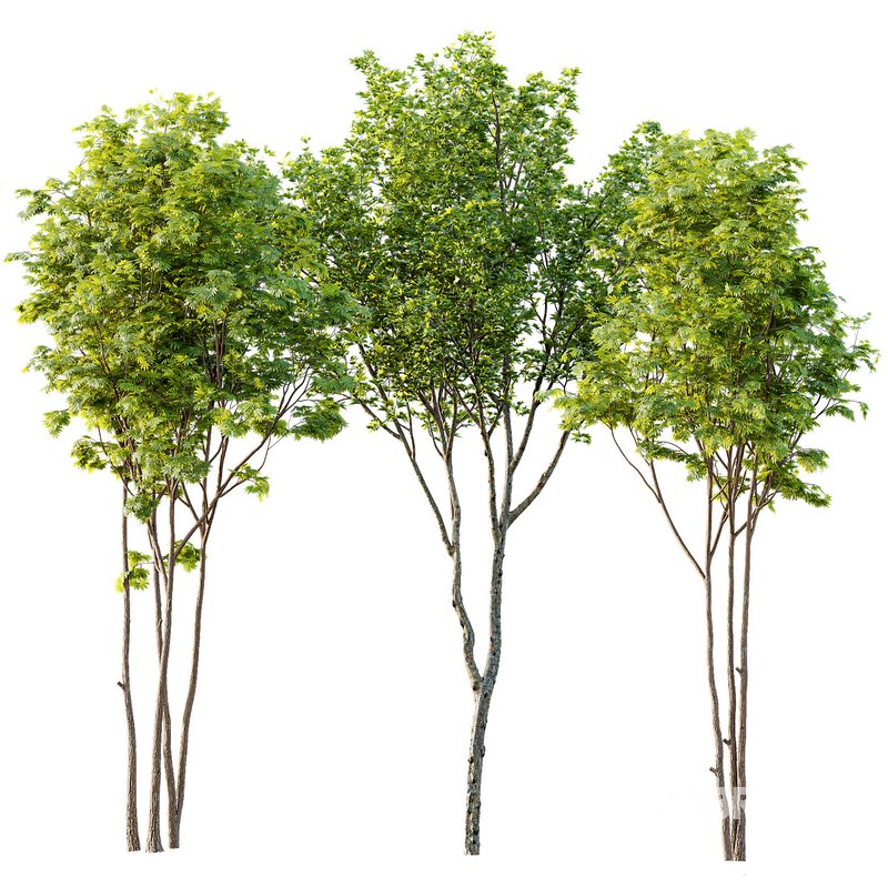 spring trees Ash Maple and Acer Pseudoplatanus Image 1