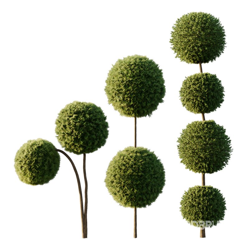 Pinus Mugo Bush09 Image 1