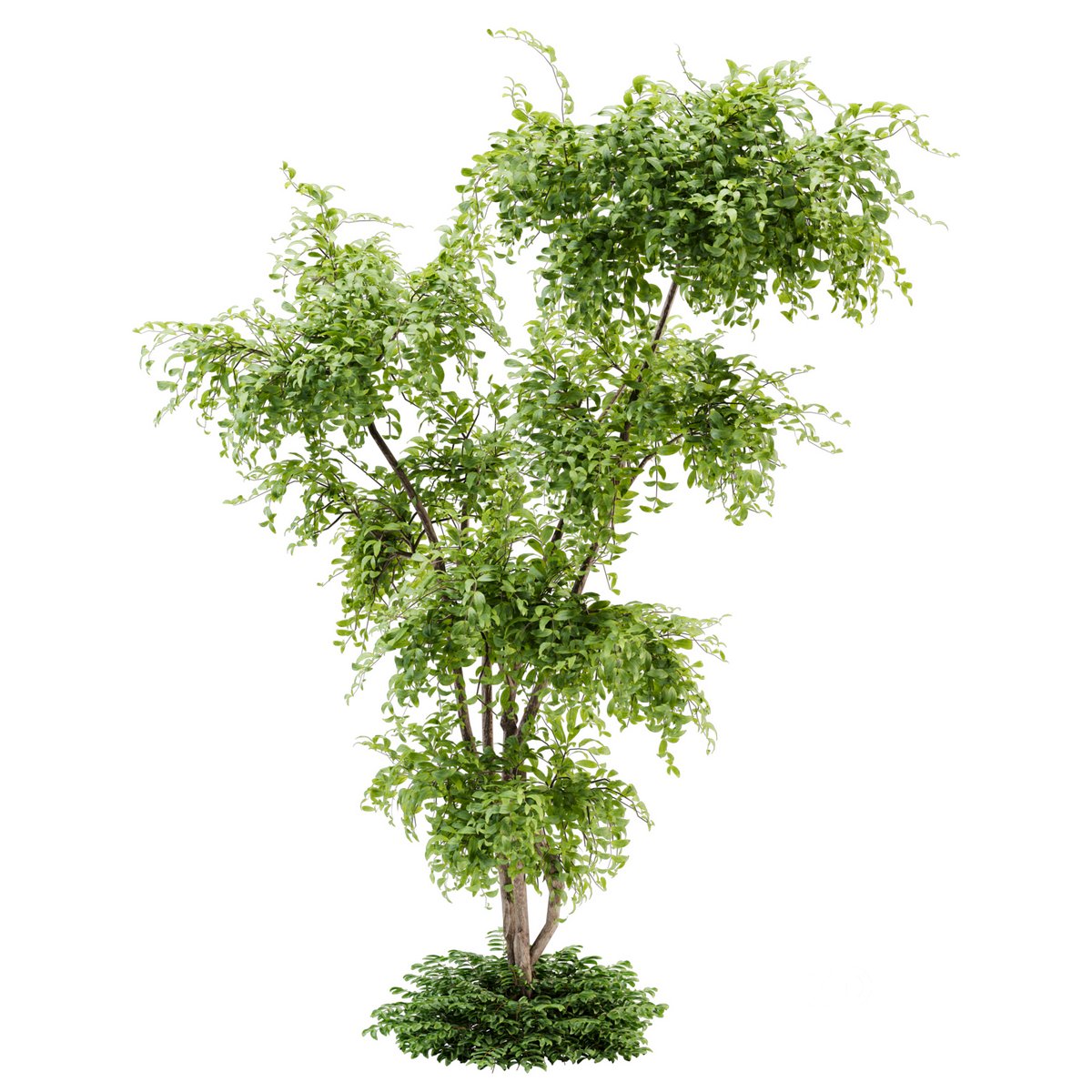 Outdoor Plant set01_Bucida buceras _set Image 1