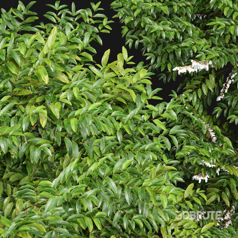 Black locust blossom and Canadian Poplar Image 1