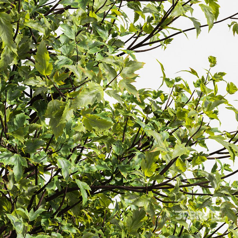Acer Saccharinum and Buergerianum Image 4